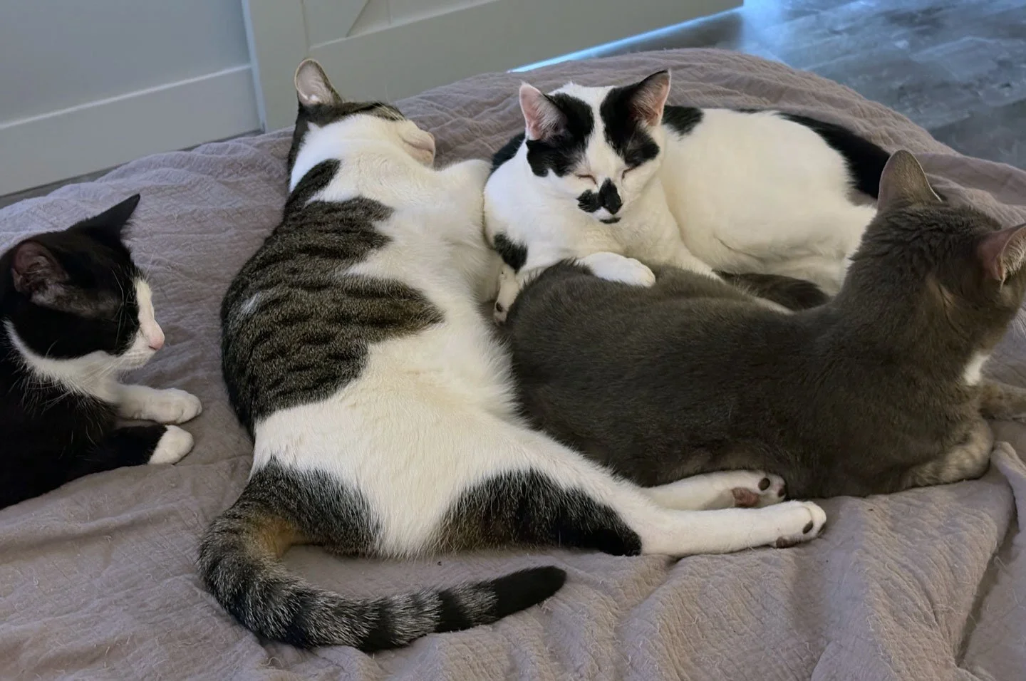 Joey, Mikey, Julie and Lucy and Shannon Spears: Furry Friends Fur-Ever