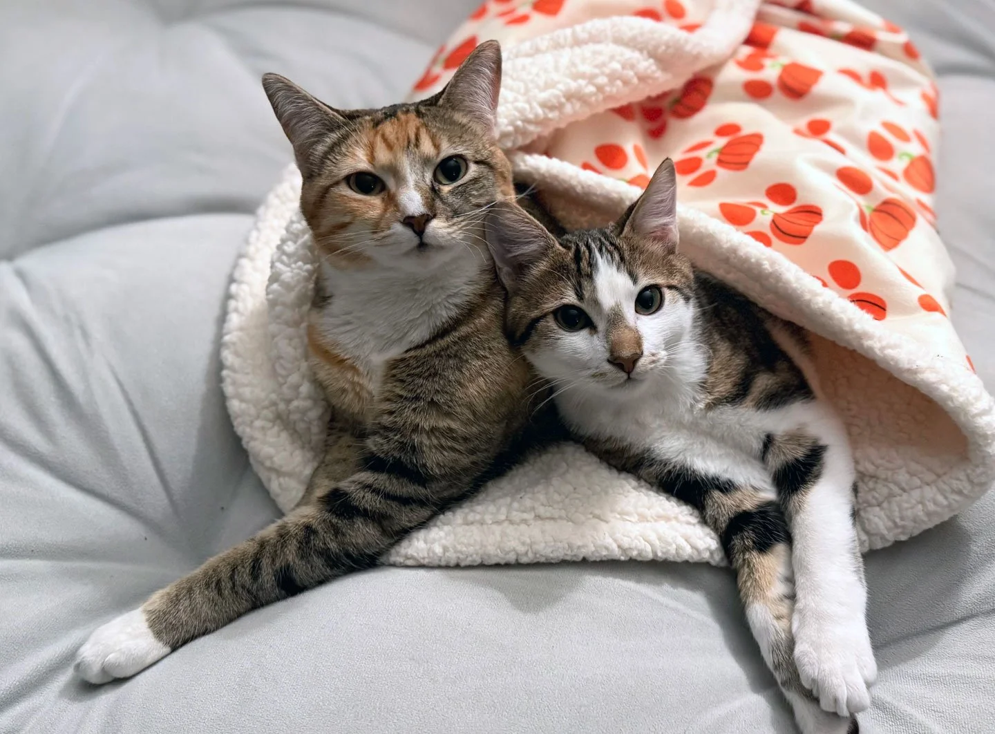 Moses and the McKeigneys: Furry Friends Fur-Ever 