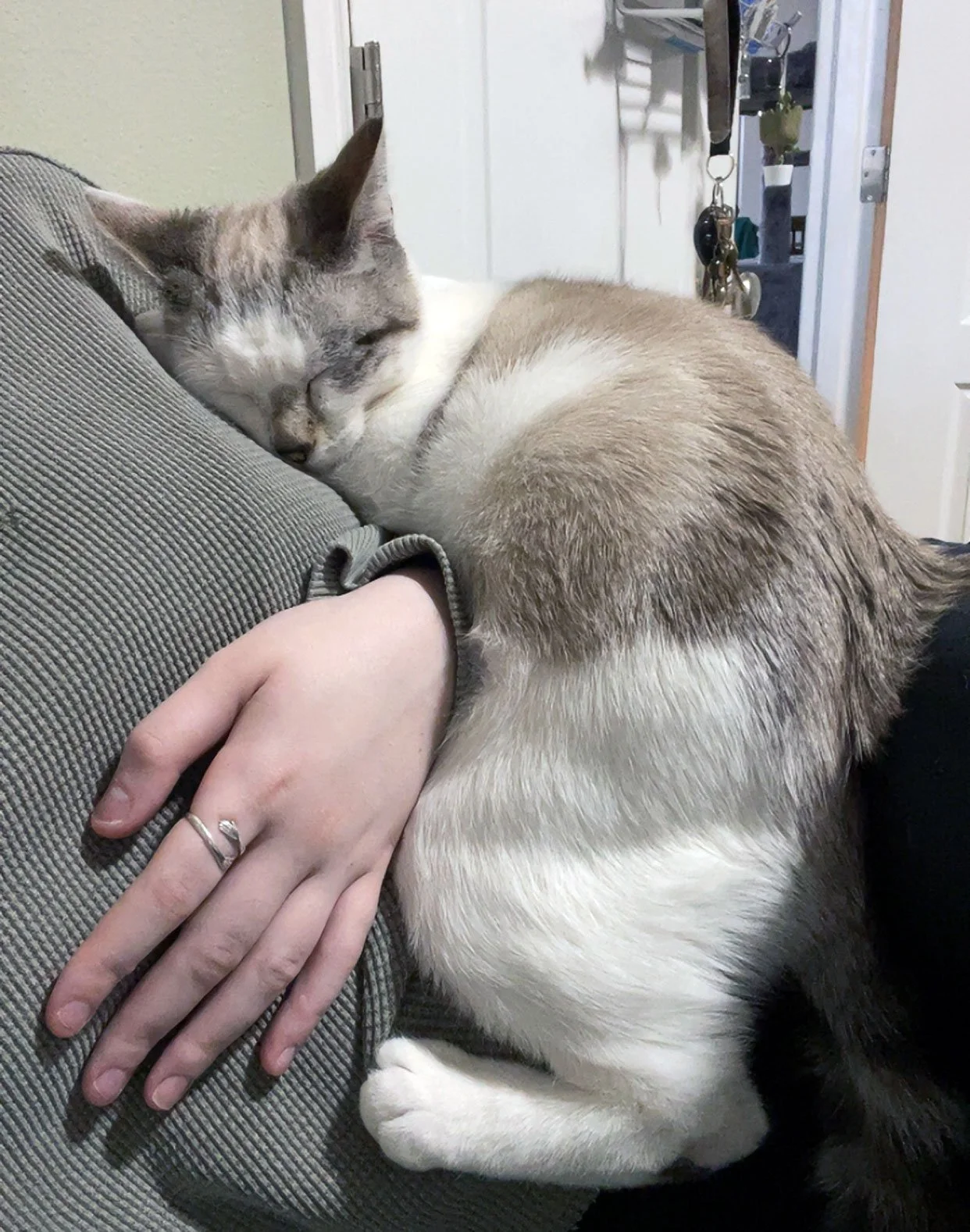 Olive and Madison Kruse: Furry Friends Fur-Ever