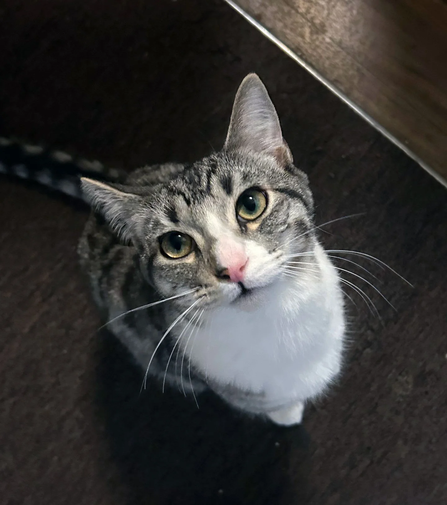 Jonny and the Toledos: Furry Friends Fur-Ever