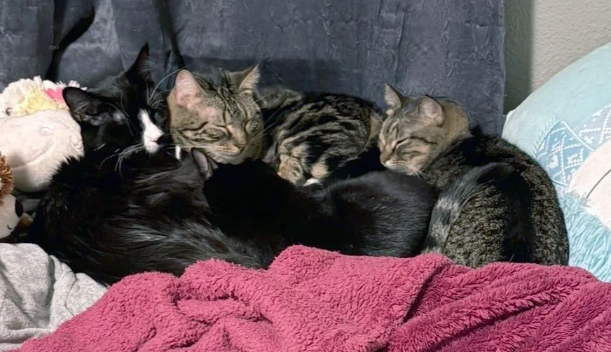 Chandler, Joey, Bean and Spaz and Elijah and April Holcomb: Furry Friends Fur-Ever 