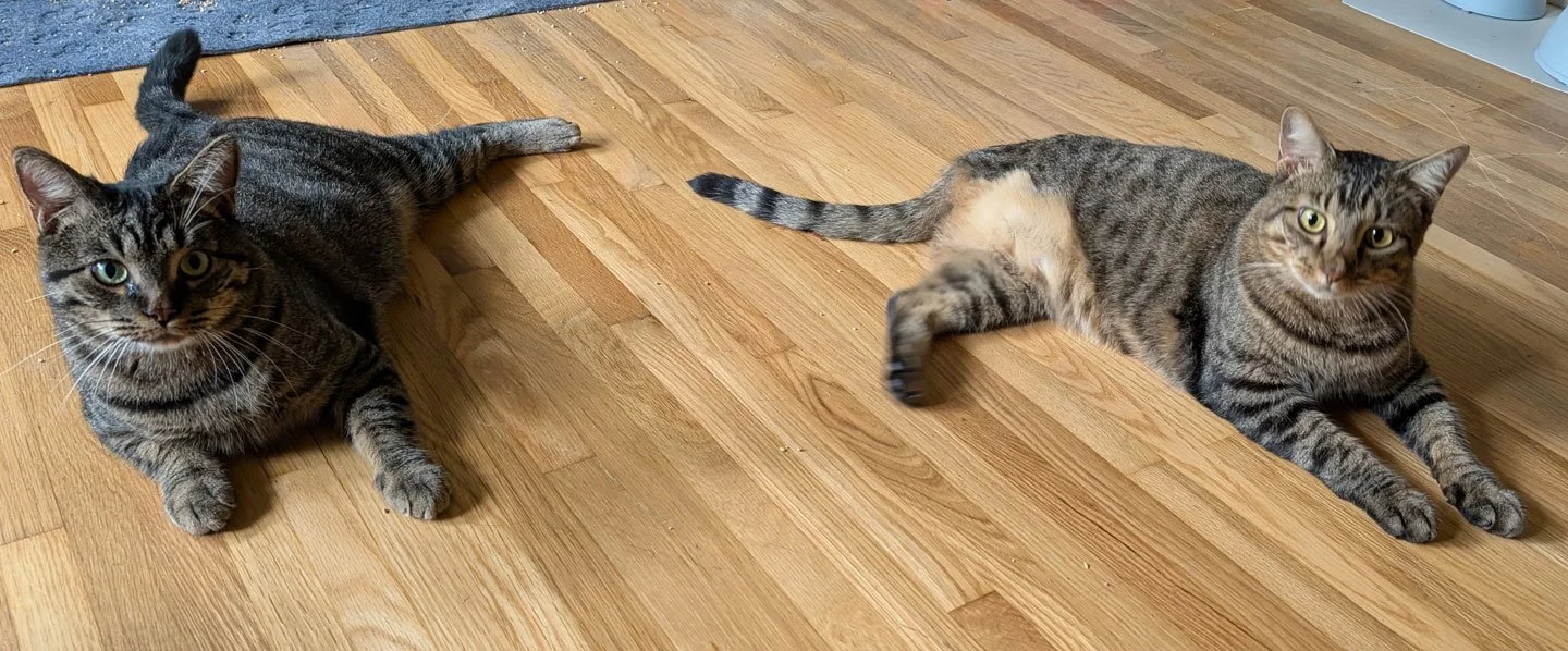 Benny and Marvin and Katherine Paul and Perry Groves: Furry Friends Fur-Ever 