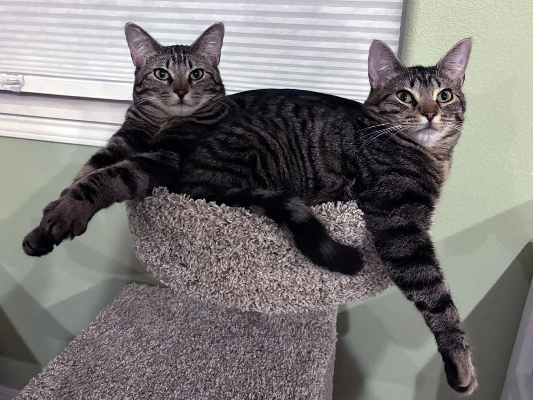 Mac and Carl and Sara and Mike: Furry Friends Fur-Ever 