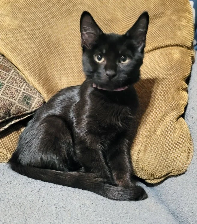 Feng Min and Isabela Colin: Furry Friends Fur-Ever