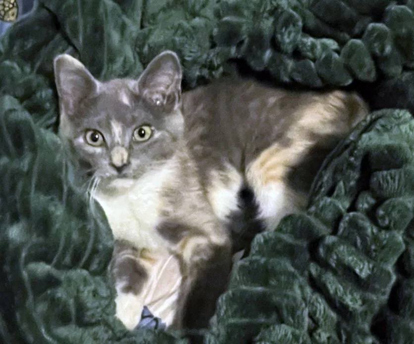 Muffin and the Slunakers: Furry Friends Fur-Ever 