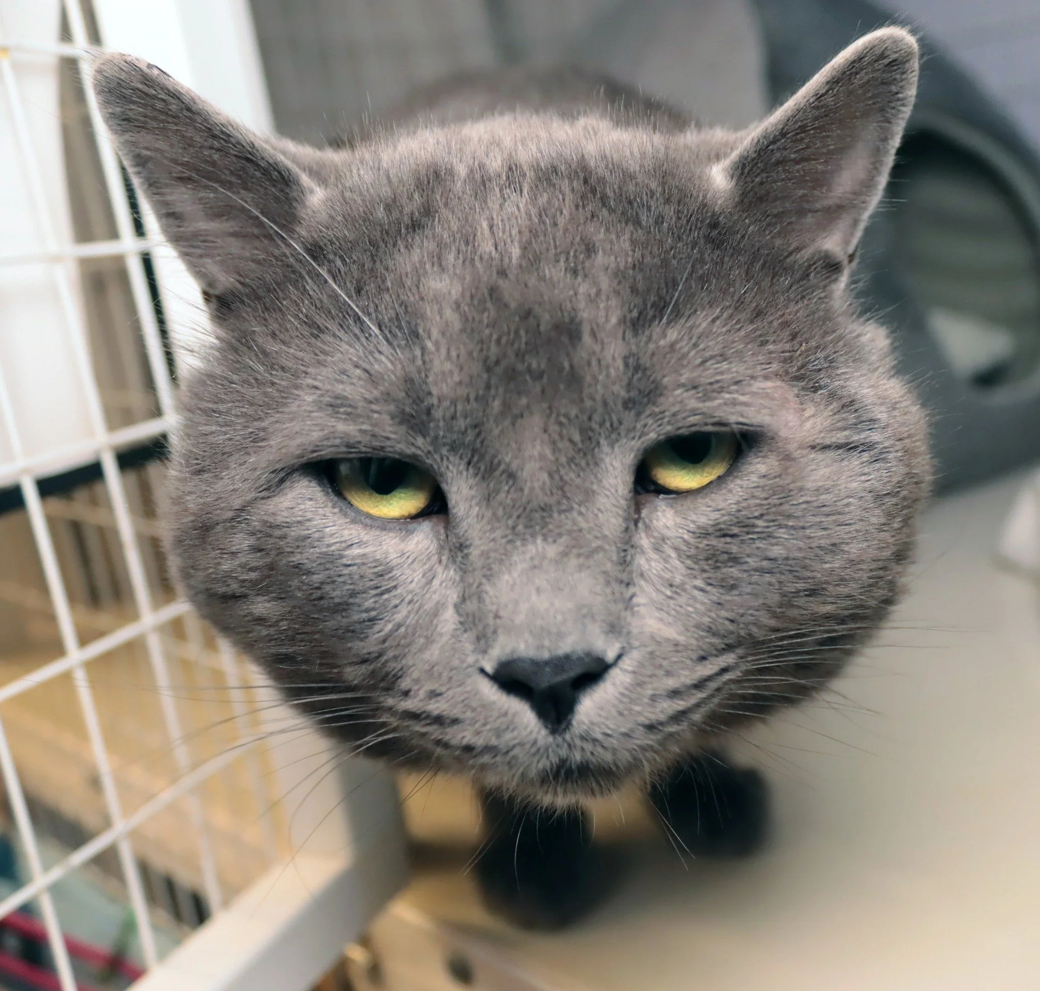 Civilized Wolf Adoption Event