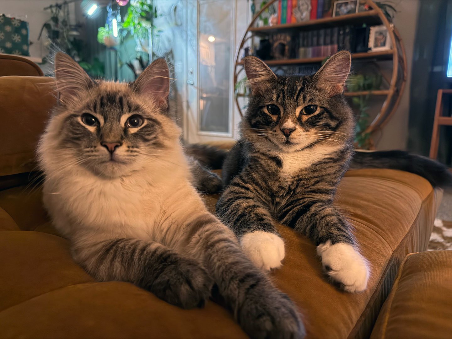 Huxley James and Declan Thomas and Toni Connell: Furry Friends Fur-Ever 