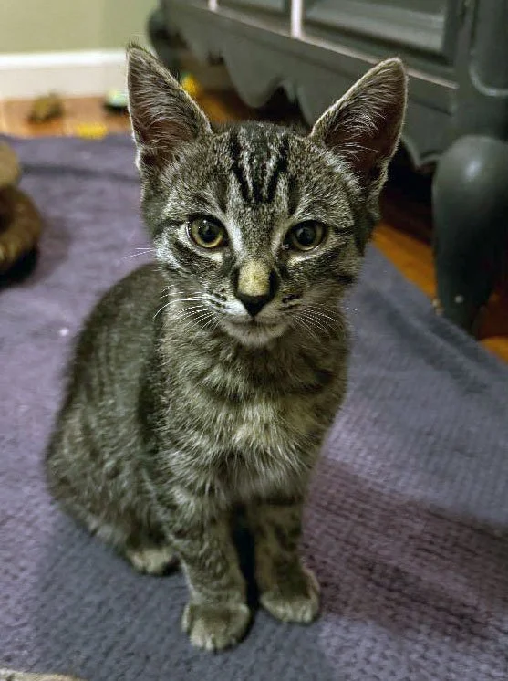 Angel and Ramona and Misty Ray: Furry Friends Fur-Ever 
