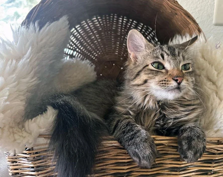 Finnegan and Laura B.: Furry Friends Fur-Ever 