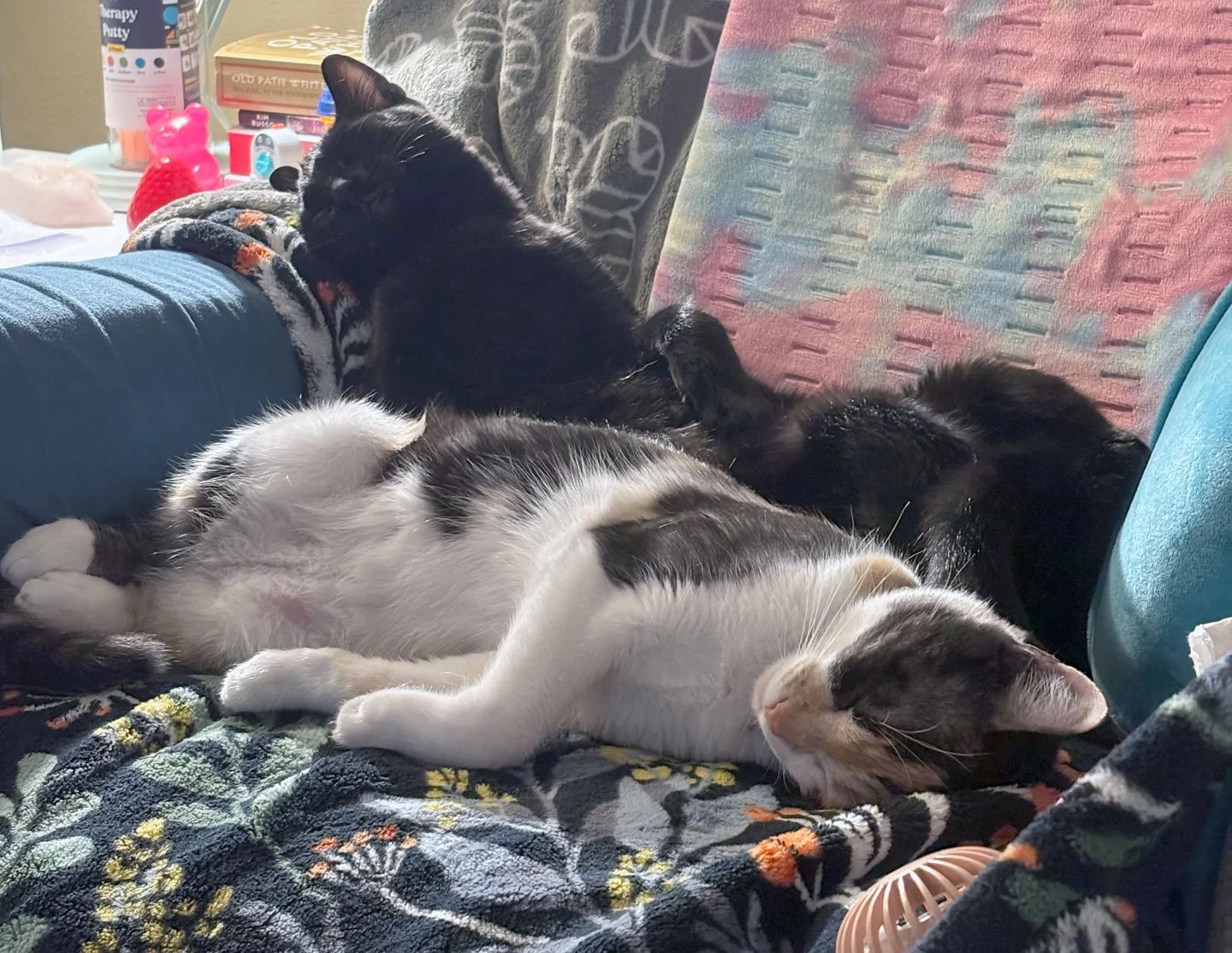 California and Loki and the Engbergs: Furry Friends Fur-Ever