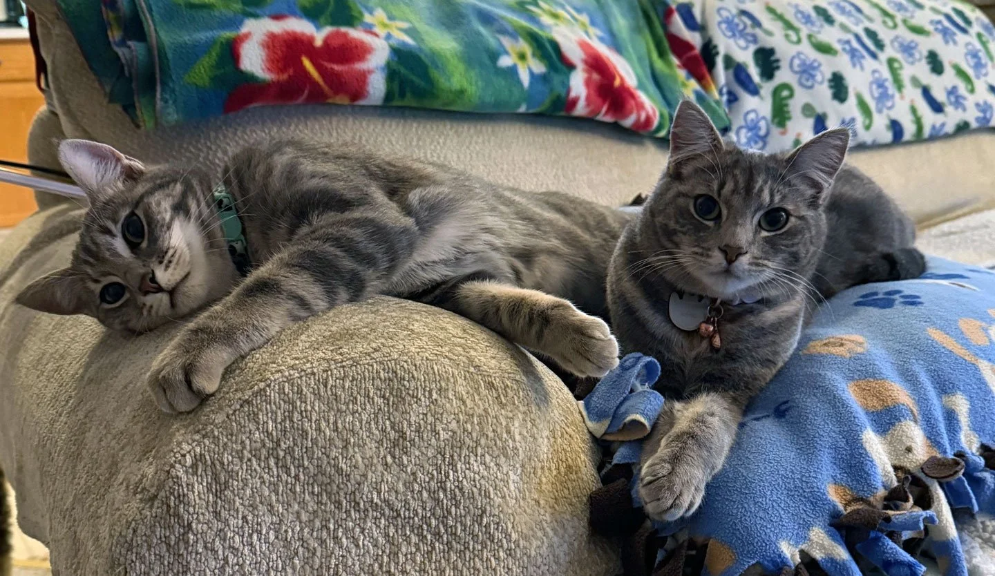 Kono and Kai and the Merrills: Furry Friends Fur-Ever 