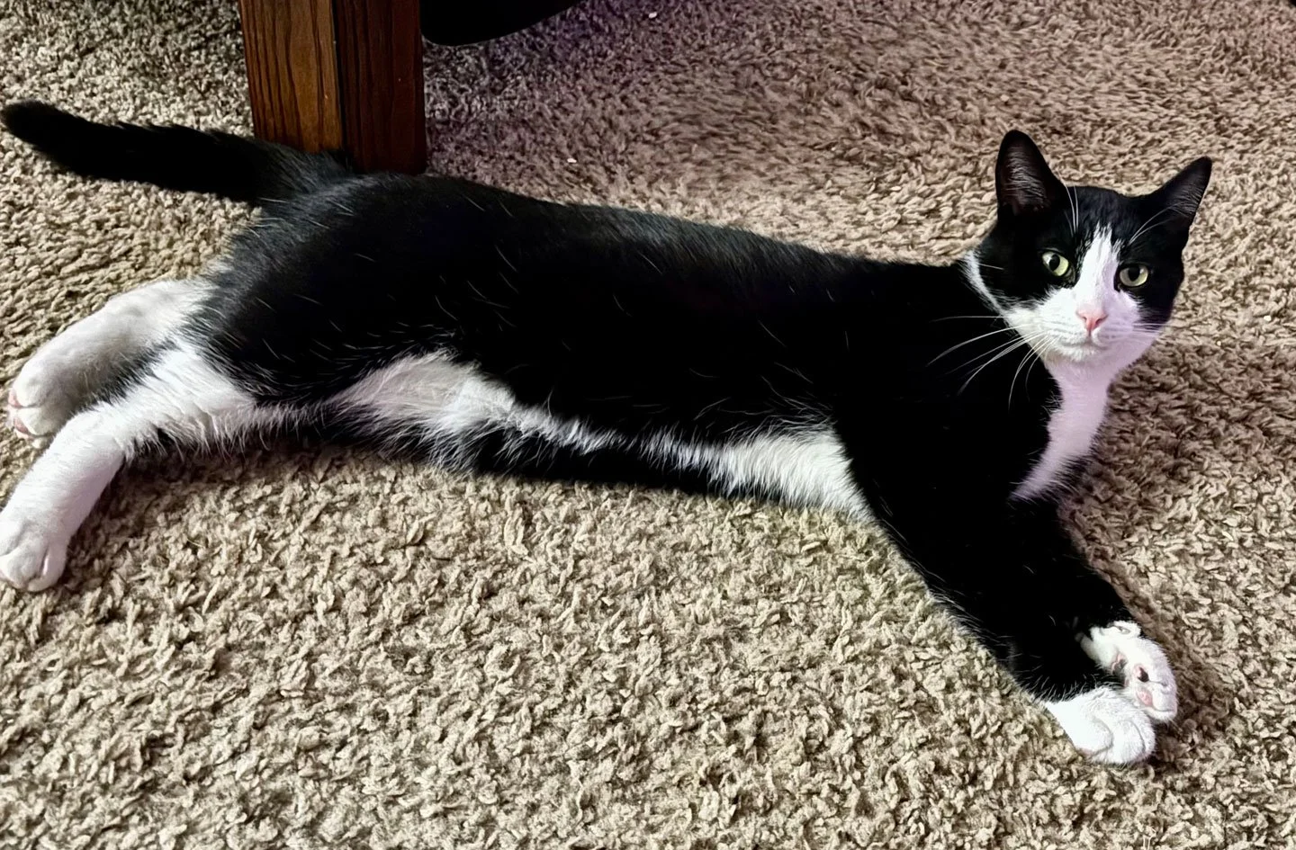 Sammy and the Leggs: Furry Friends Fur-Ever 