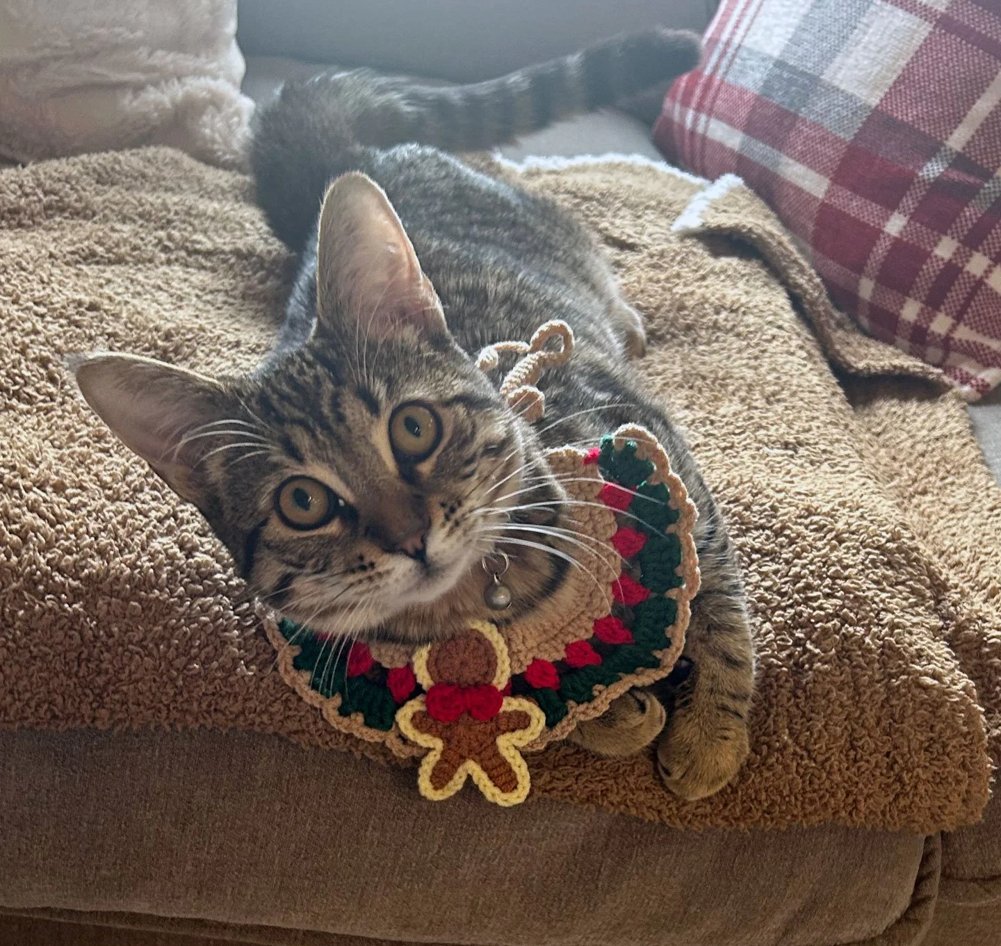 Tilly and the Sanborns: Furry Friends Fur-Ever