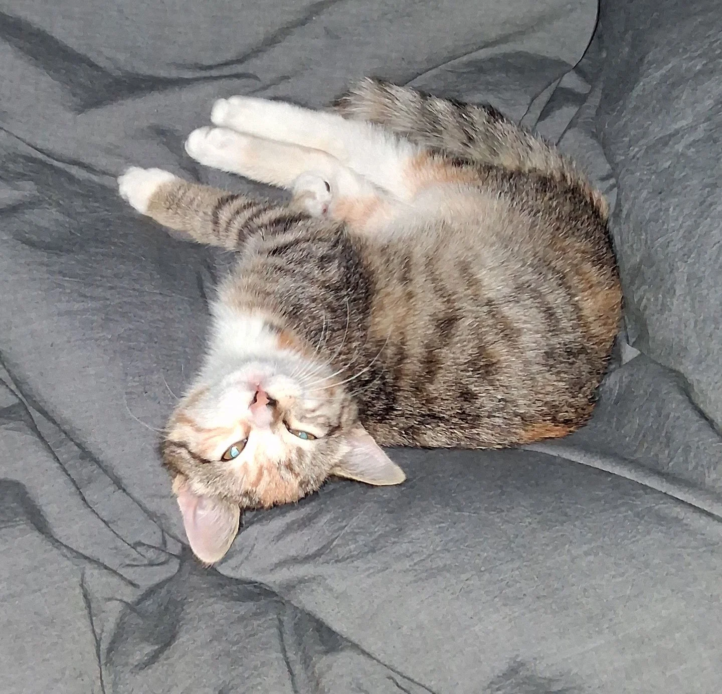 Sally and the Bellews: Furry Friends Fur-Ever 