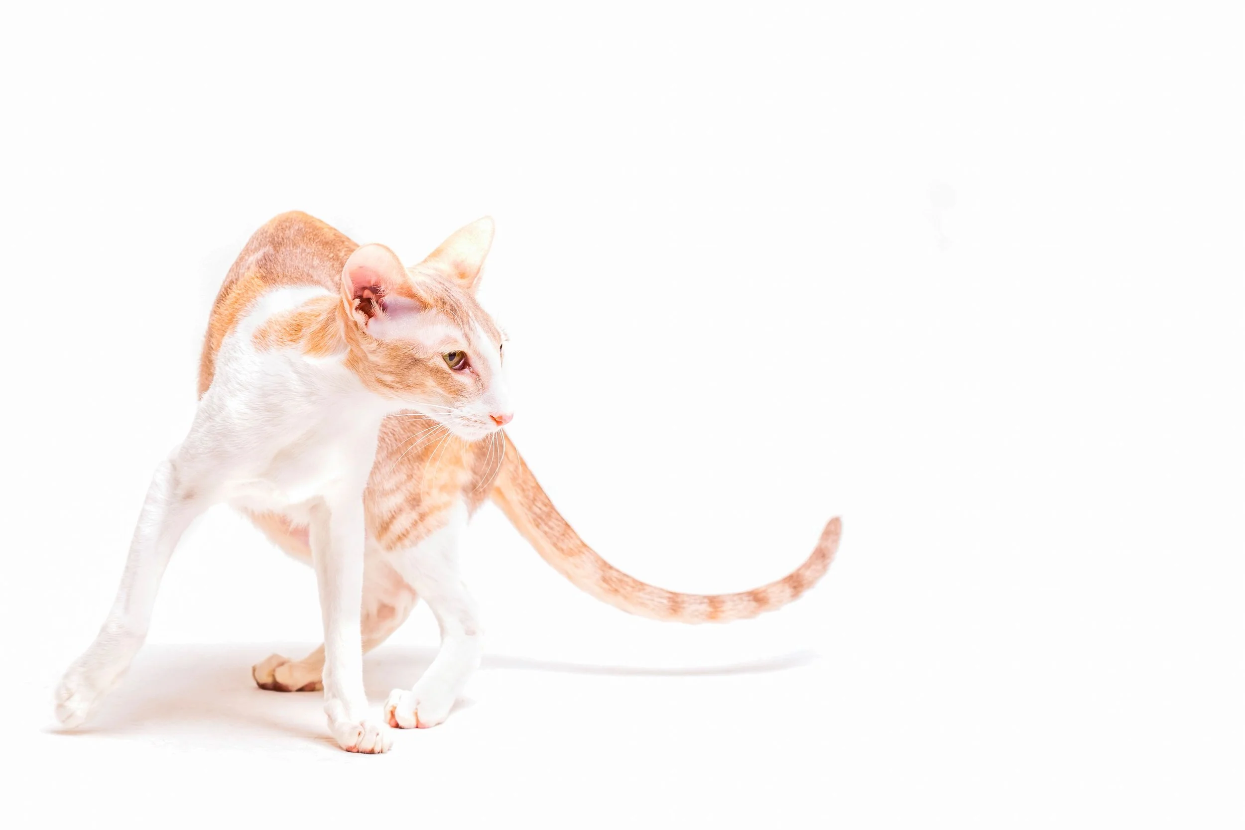 Why Cats Twitch their Tails