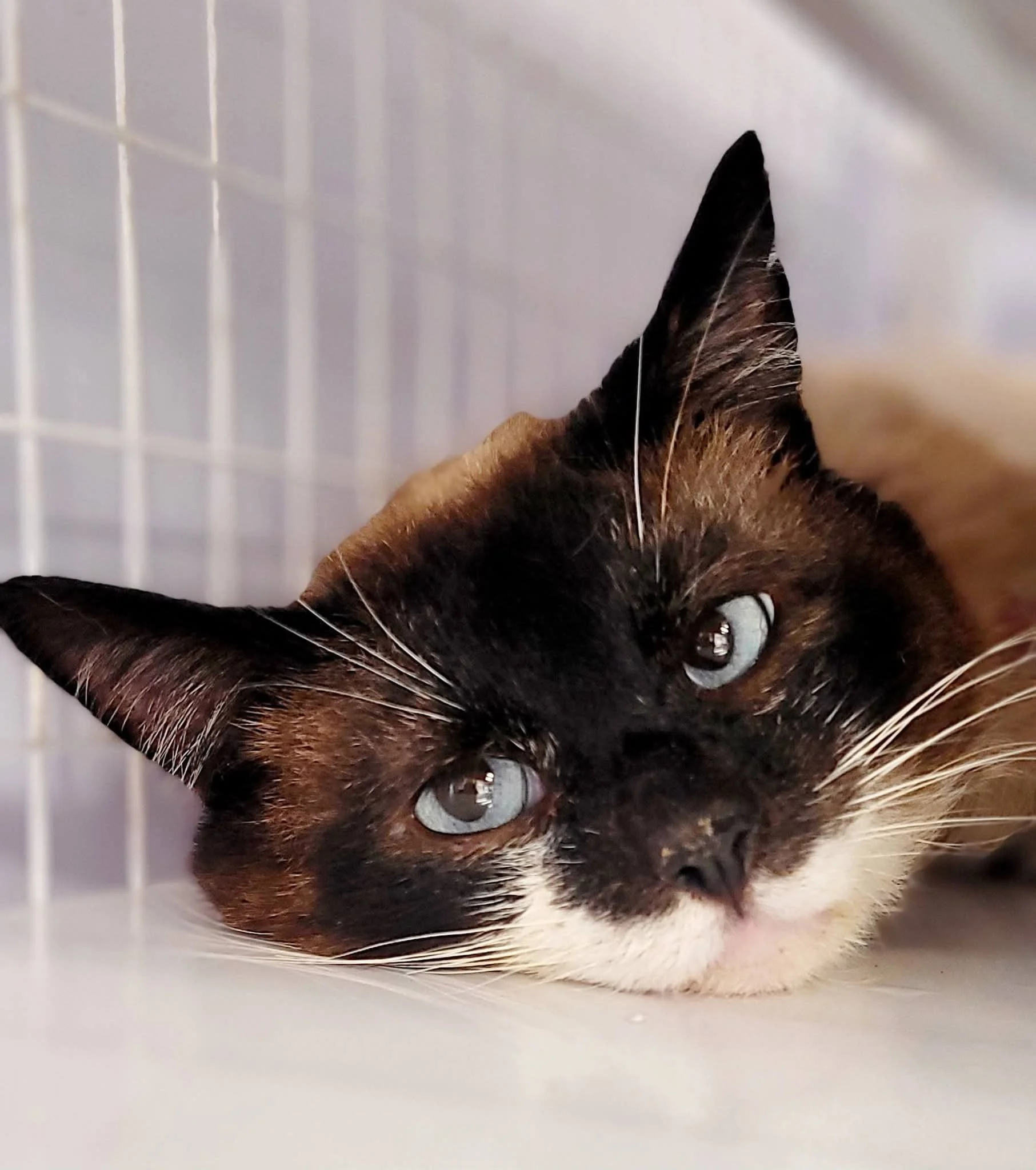 Henry finds new life with Furry Friends. 