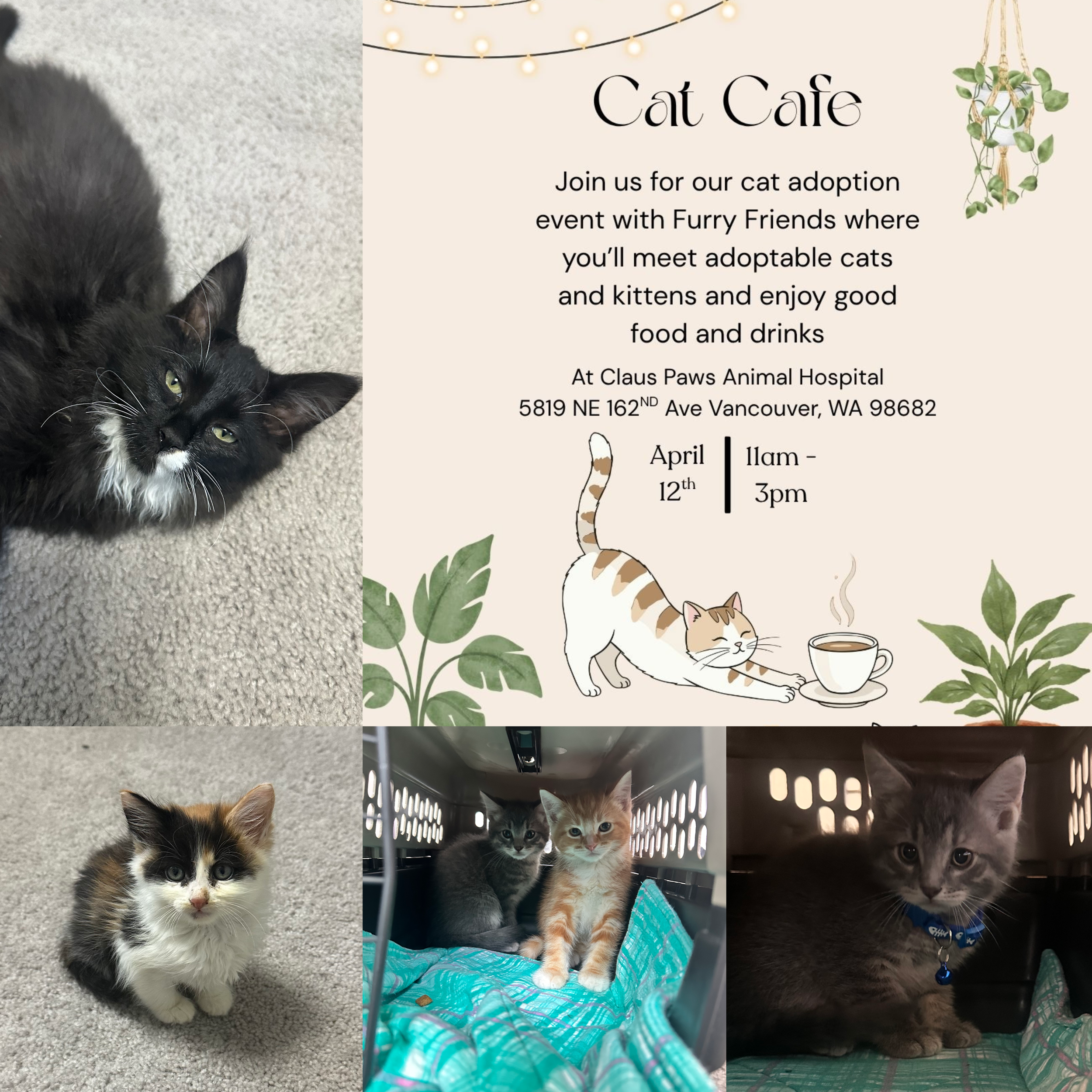 Claus Paws Cat Cafe