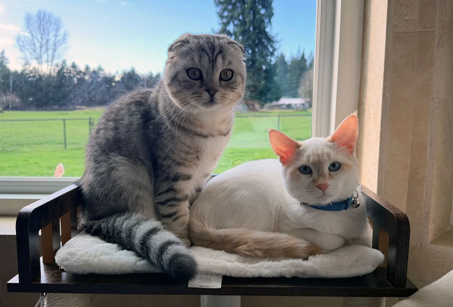 Cinnamon and the McKees: Furry Friends Fur-Ever 