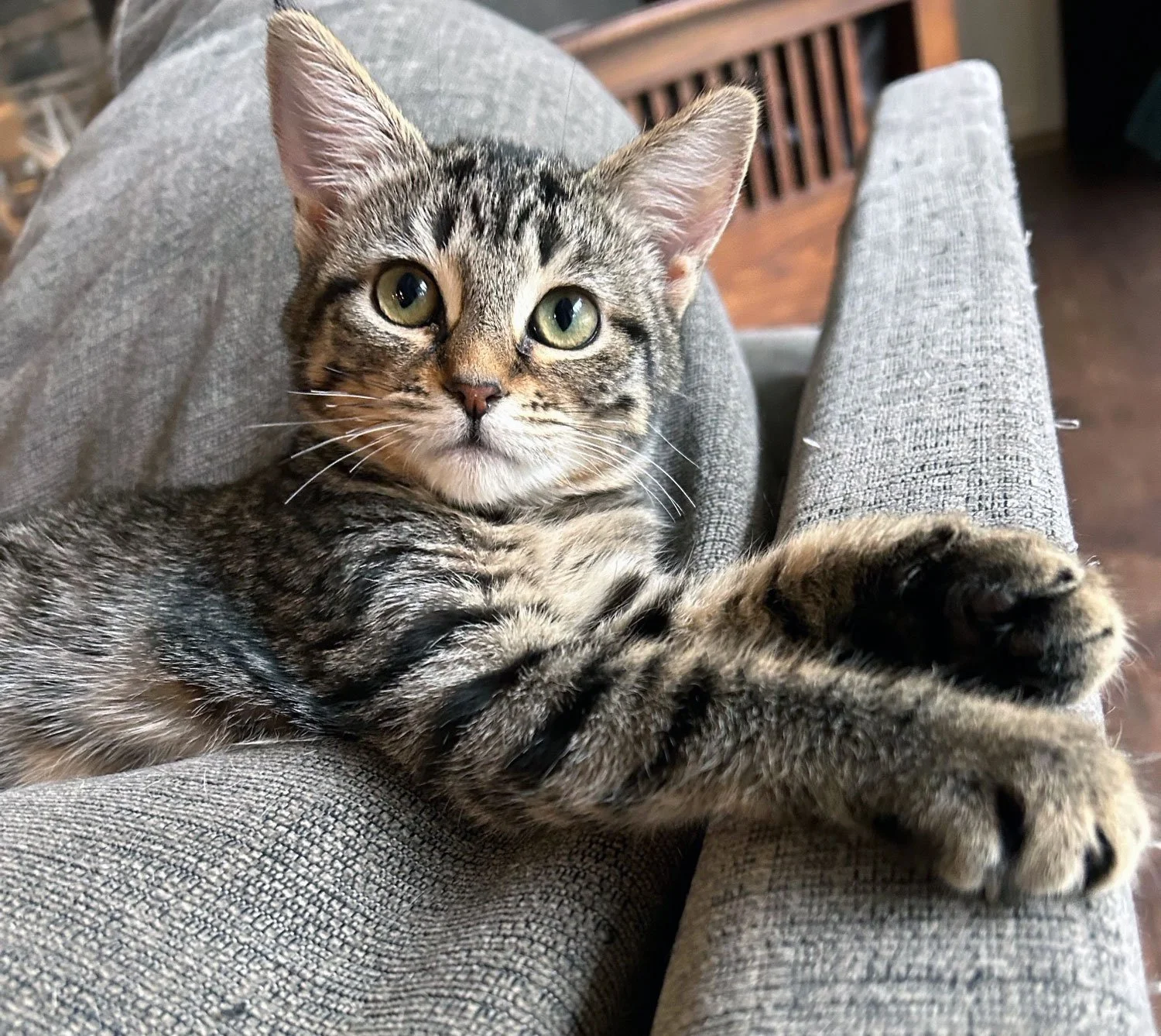 Hattie and the Hewitts: Furry Friends Fur-Ever 