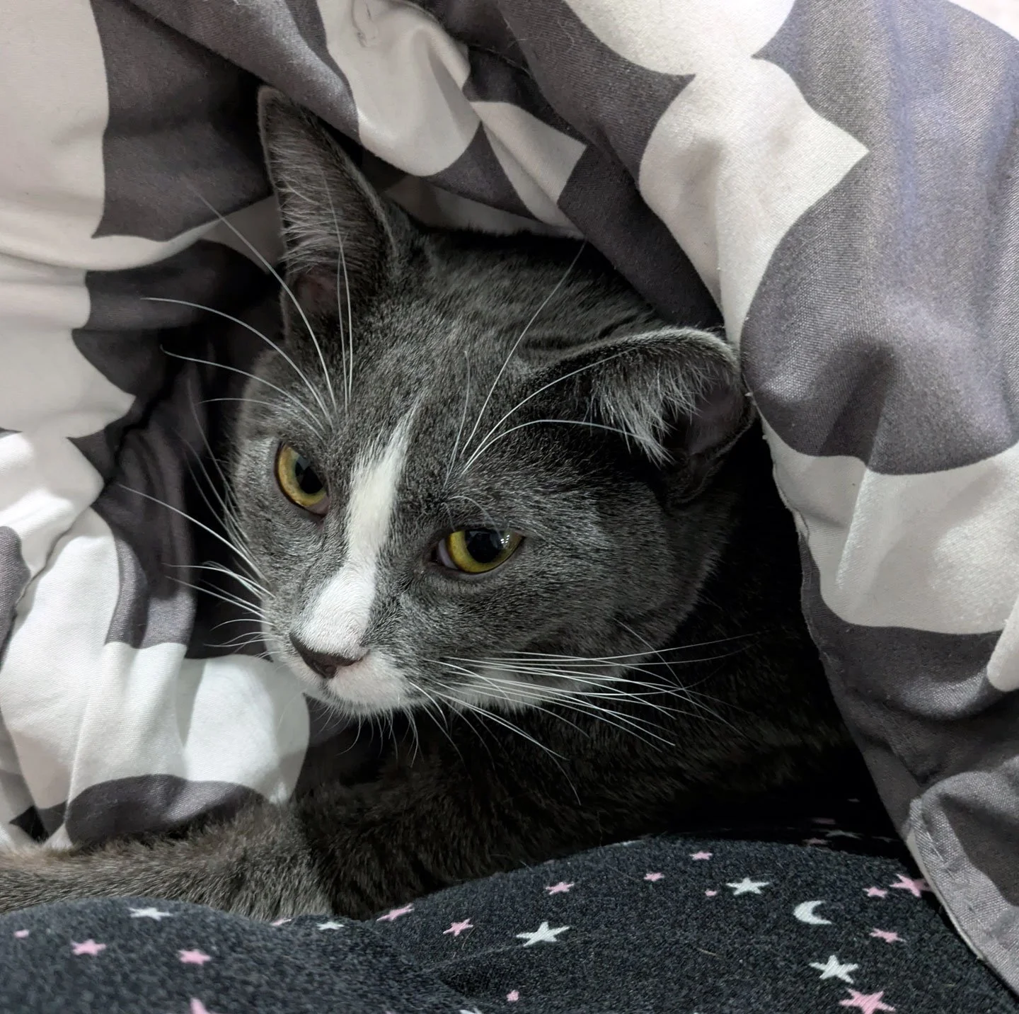 Tigger and Devotion Rigdon: Furry Friends Fur-Ever 