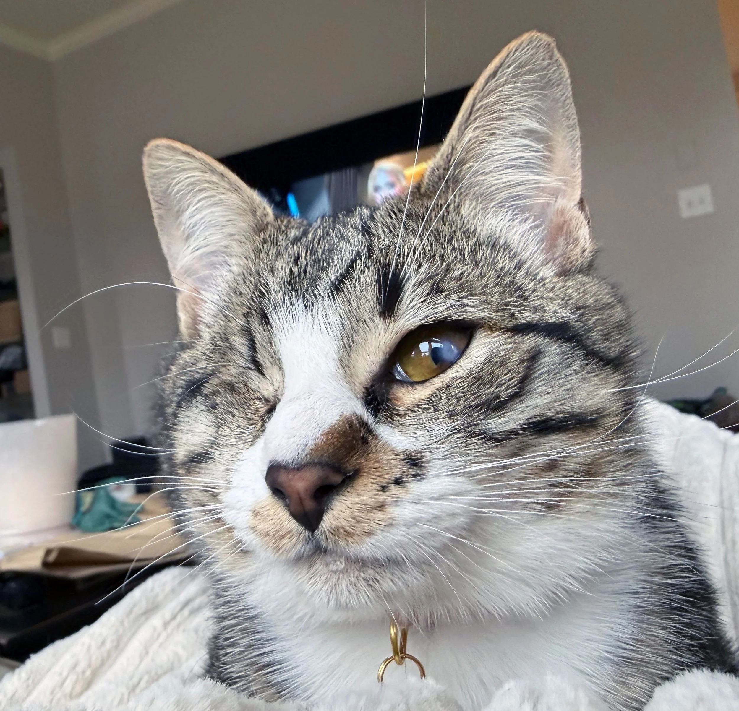 Patch and the Byers: Furry Friends Fur-Ever 