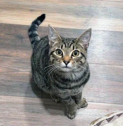 Hudson Hornet and Madelyn Murray: Furry Friends Fur-Ever 