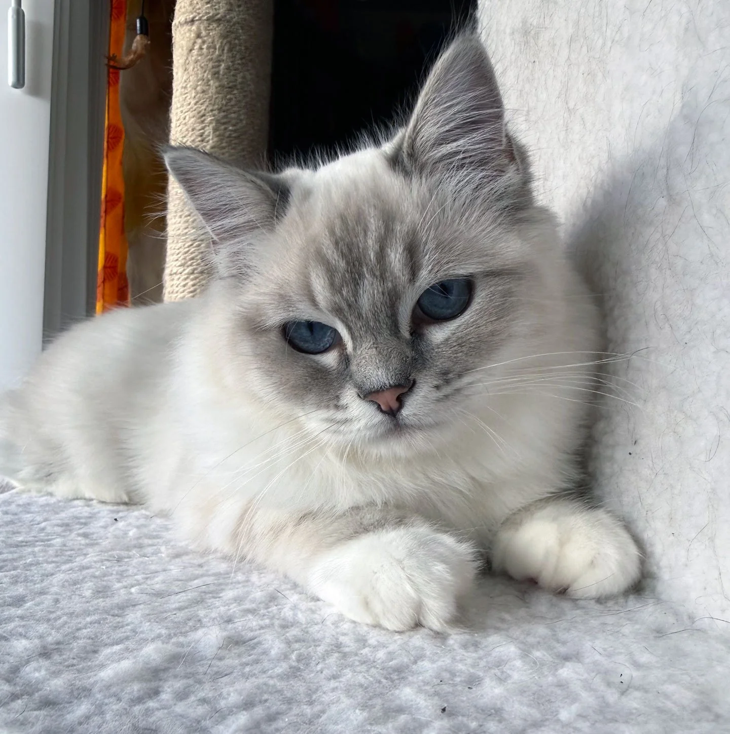 Plum Olivia and the Huberts: Furry Friends Fur-Ever