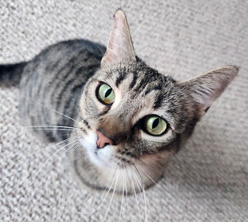 Juniper and the Mins: Furry Friends Fur-Ever 