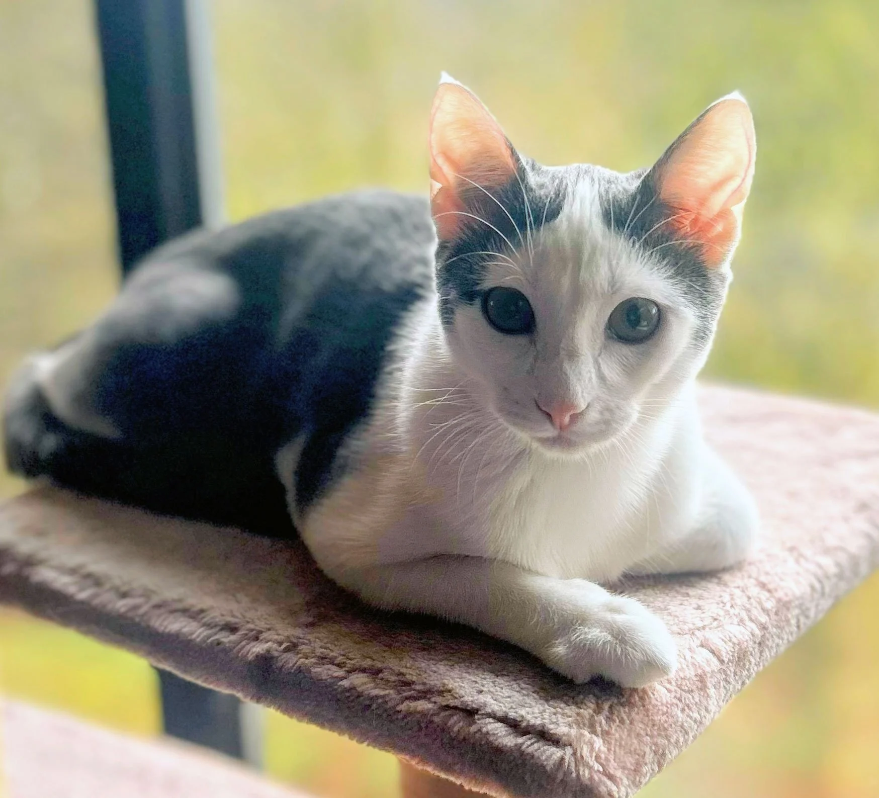 Shadow and the Chownings: Furry Friends Fur-Ever