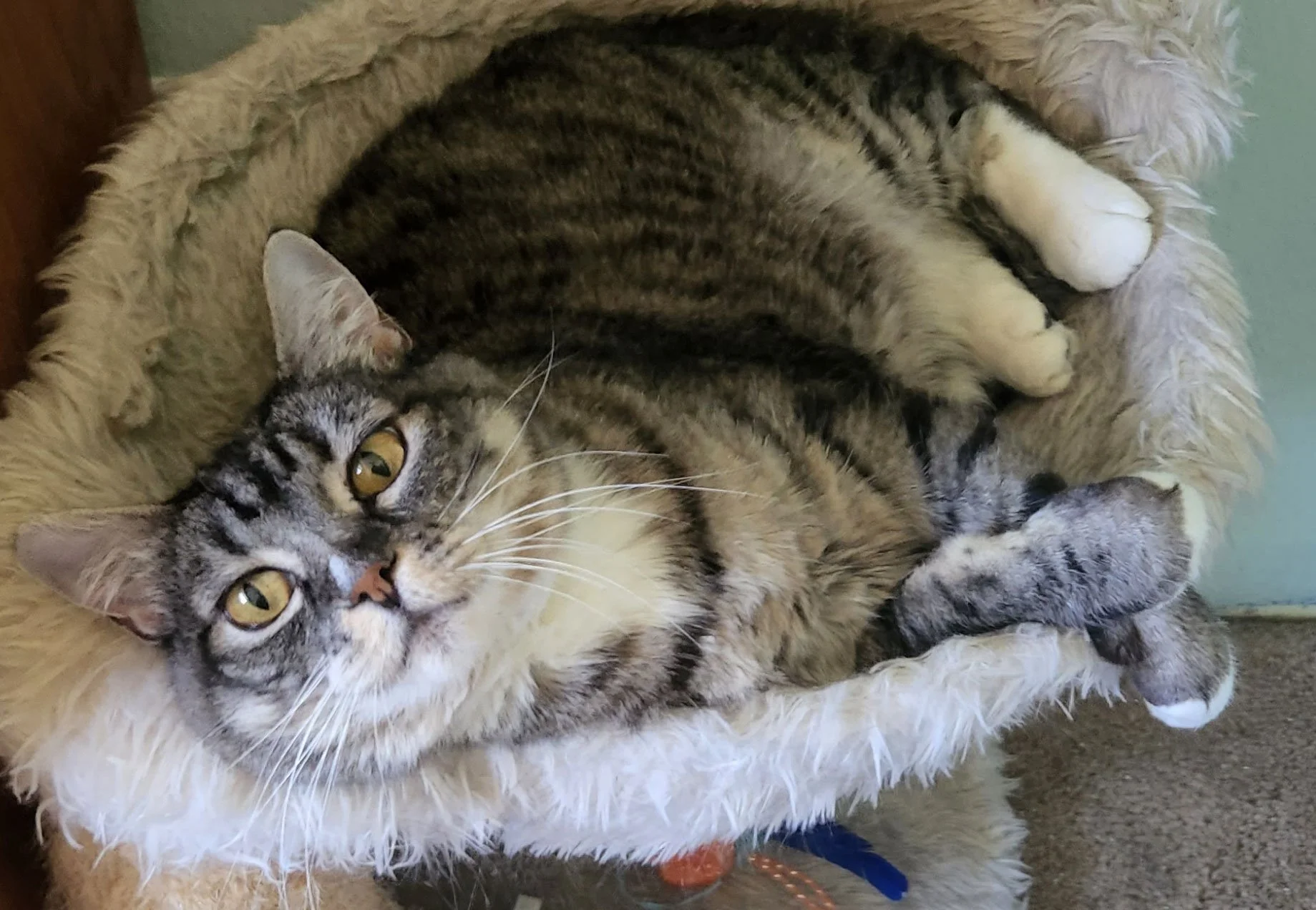 Priscilla and Lorien Kelly: Furry Friends Fur-Ever 