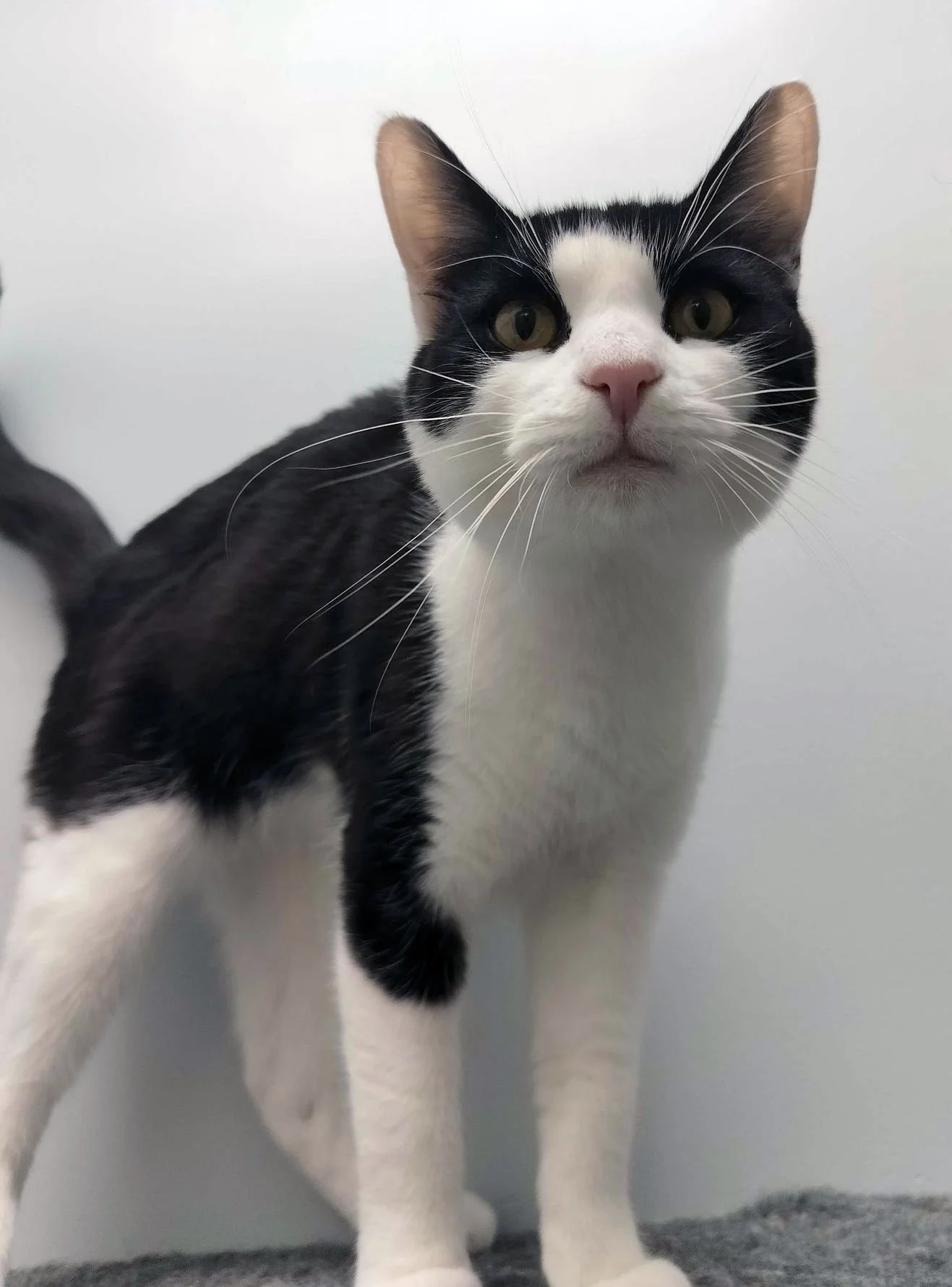 Sylvester and the O’Connors: Furry Friends Fur-Ever 