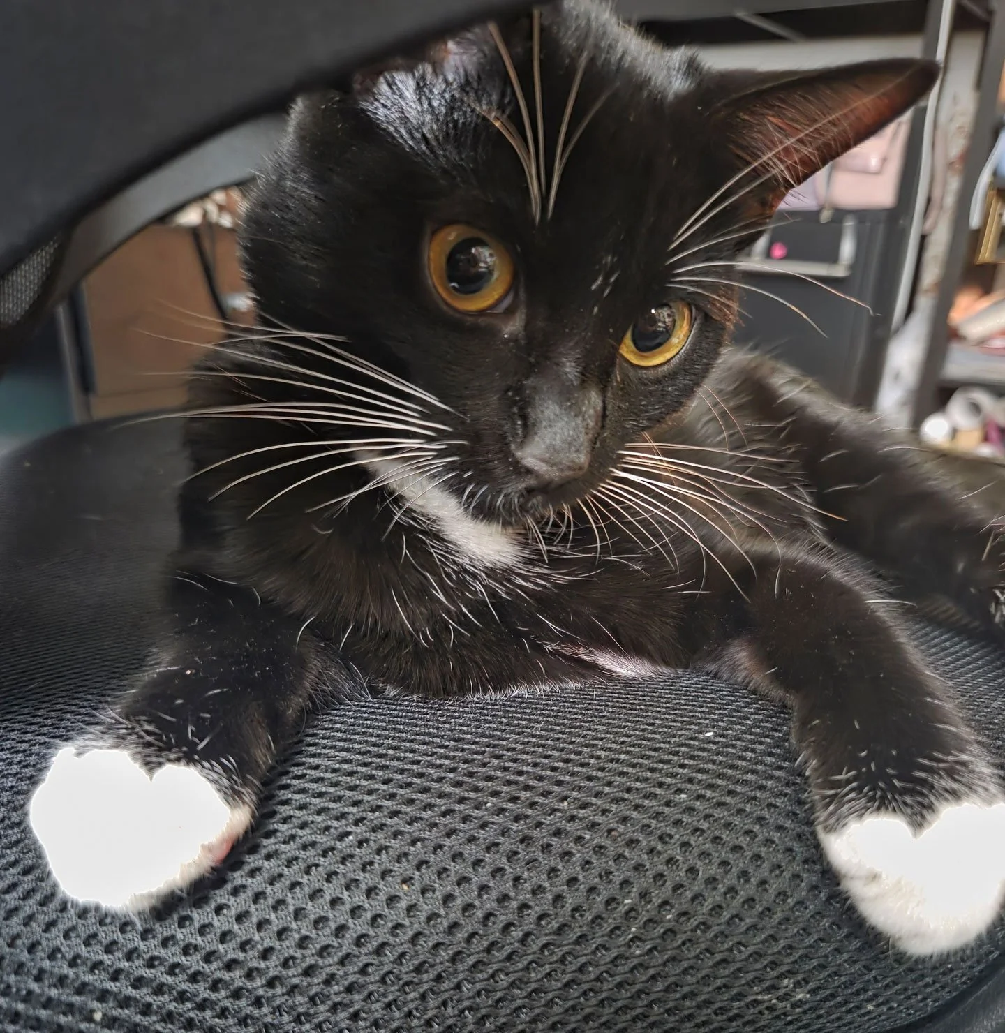 Mocha and the Aguilars: Furry Friends Fur-Ever 