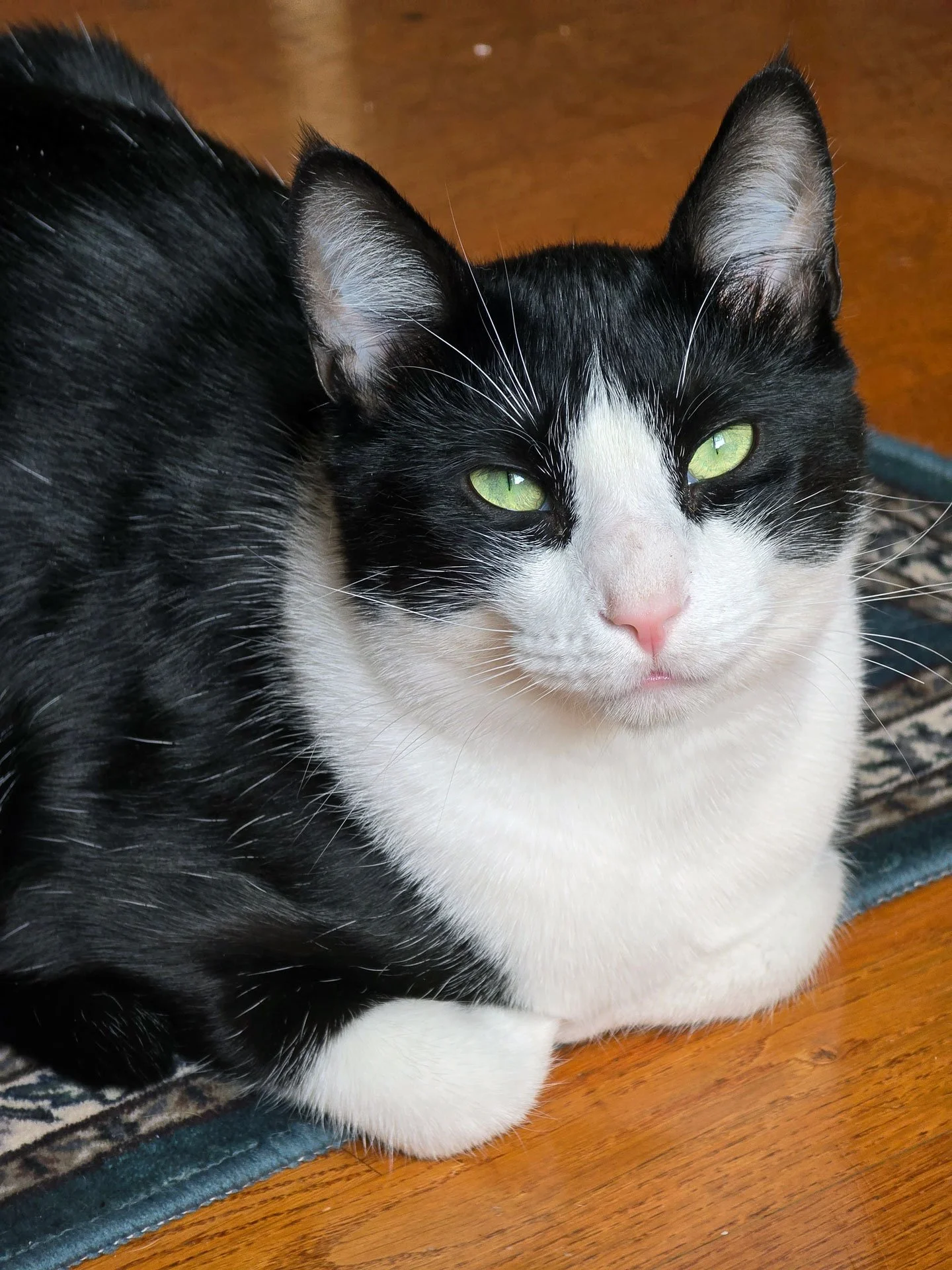 George and the Maiers: Furry Friends Fur-Ever 