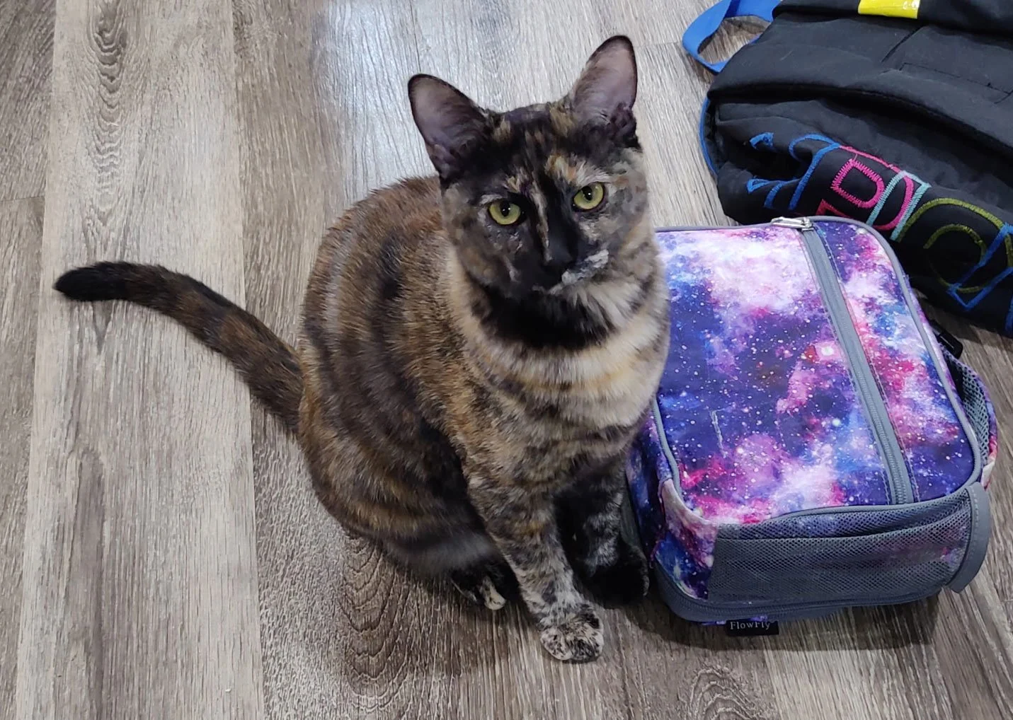 Dora and the Mosses: Furry Friends Fur-Ever 