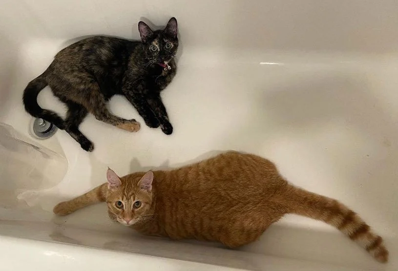 Winnie and Frannie and Renee Hickman: Furry Friends Fur-Ever