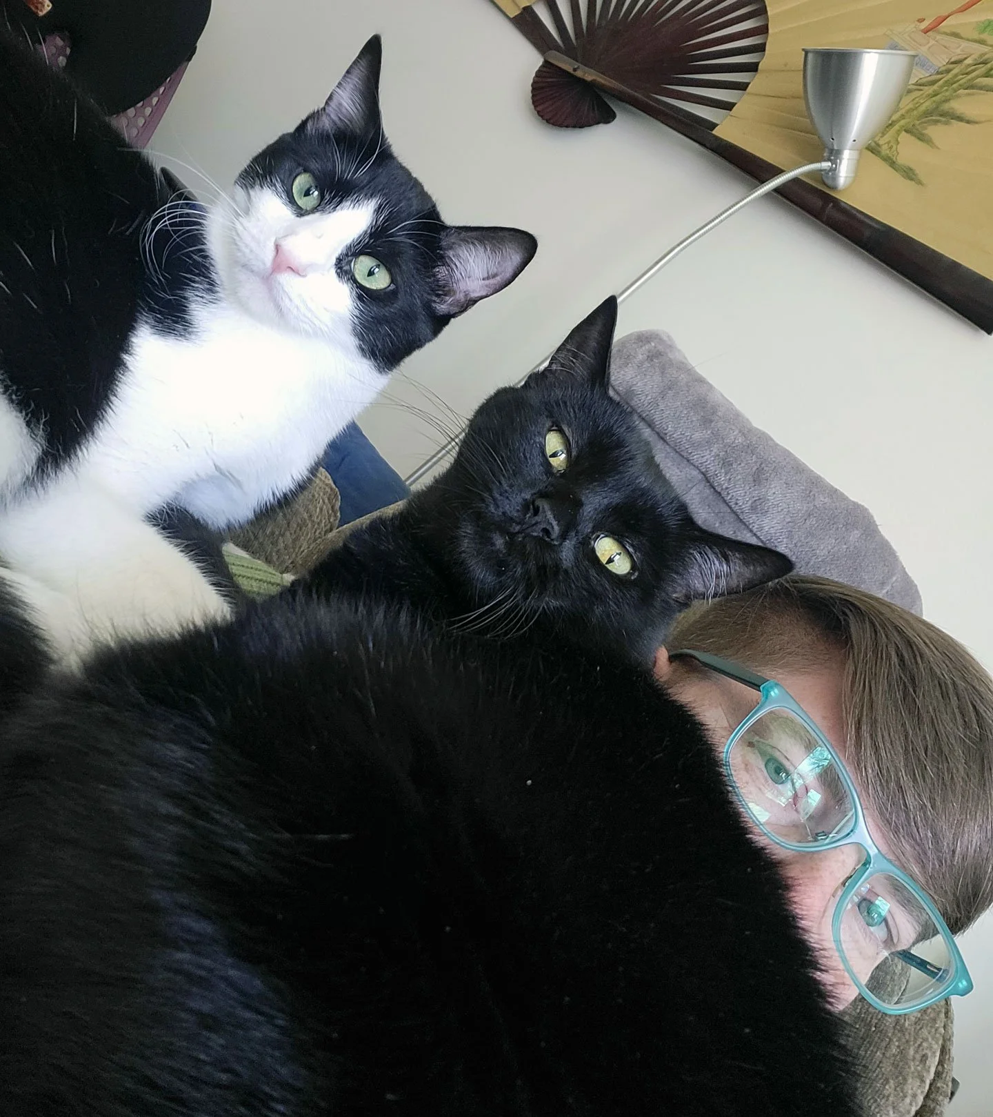 Quimbara and Dazi Datsimpi and Miranda Anari: Furry Friends Fur-Ever 