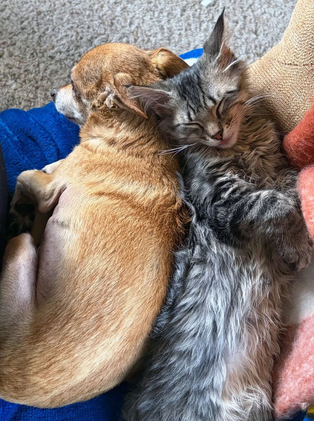 Hendrix and the Texeiras: Furry Friends Fur-Ever 