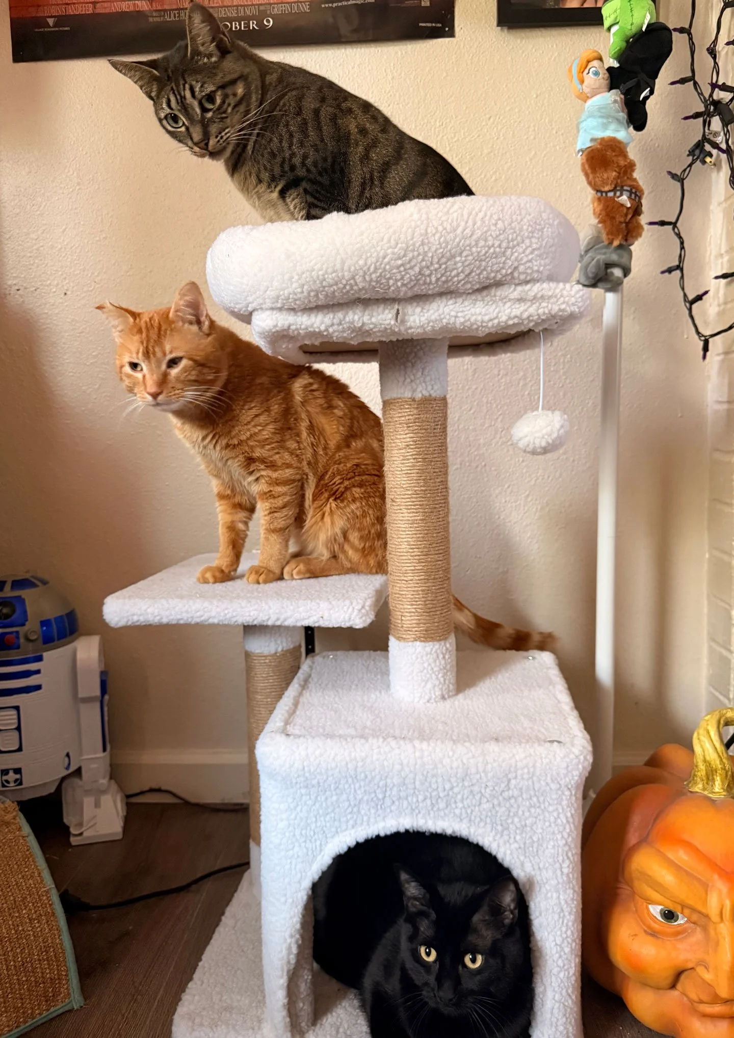 Lucretia, Nami and Obi and Julianna Kropla and Nat Ramsey: Furry Friends Fur-Ever 