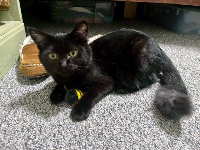 Scallywag and Jenny McGinnis: Furry Friends Fur-Ever 