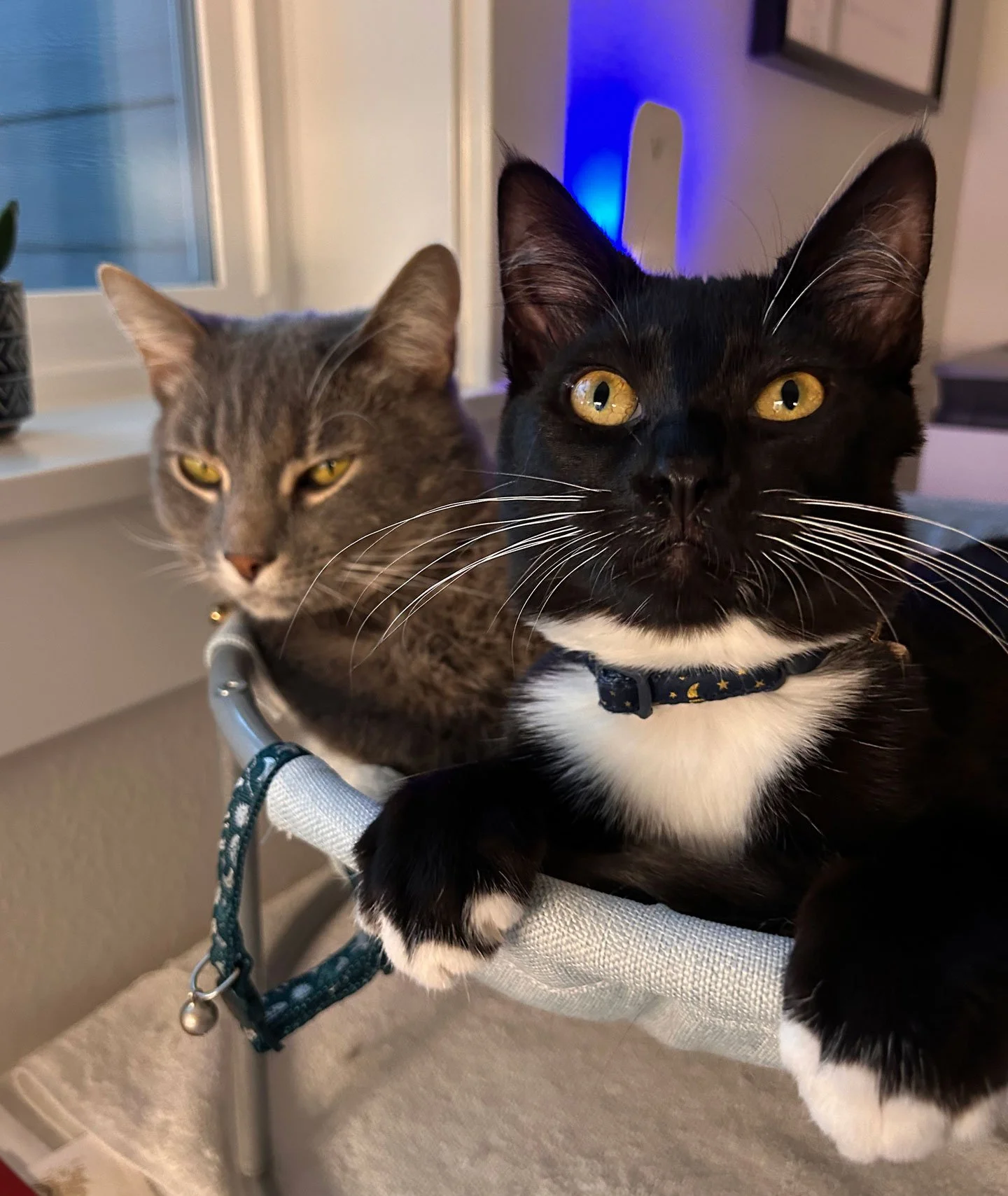 Nico and Linda Jellison: Furry Friends Fur-Ever 