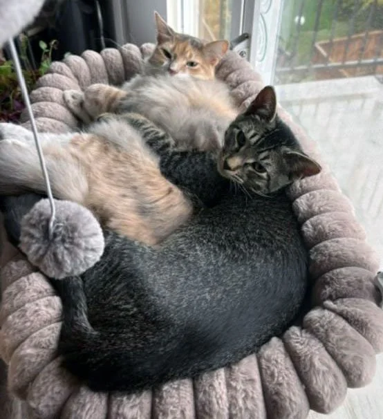 Oliver and the Ellises: Furry Friends Fur-Ever 
