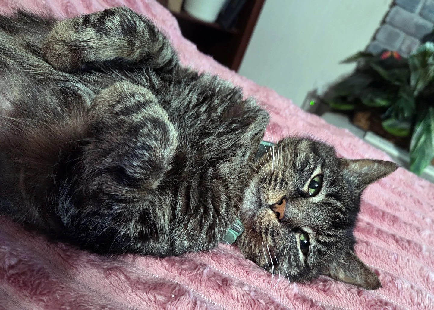 Gus and Michelle Ledesma: Furry Friends Fur-Ever