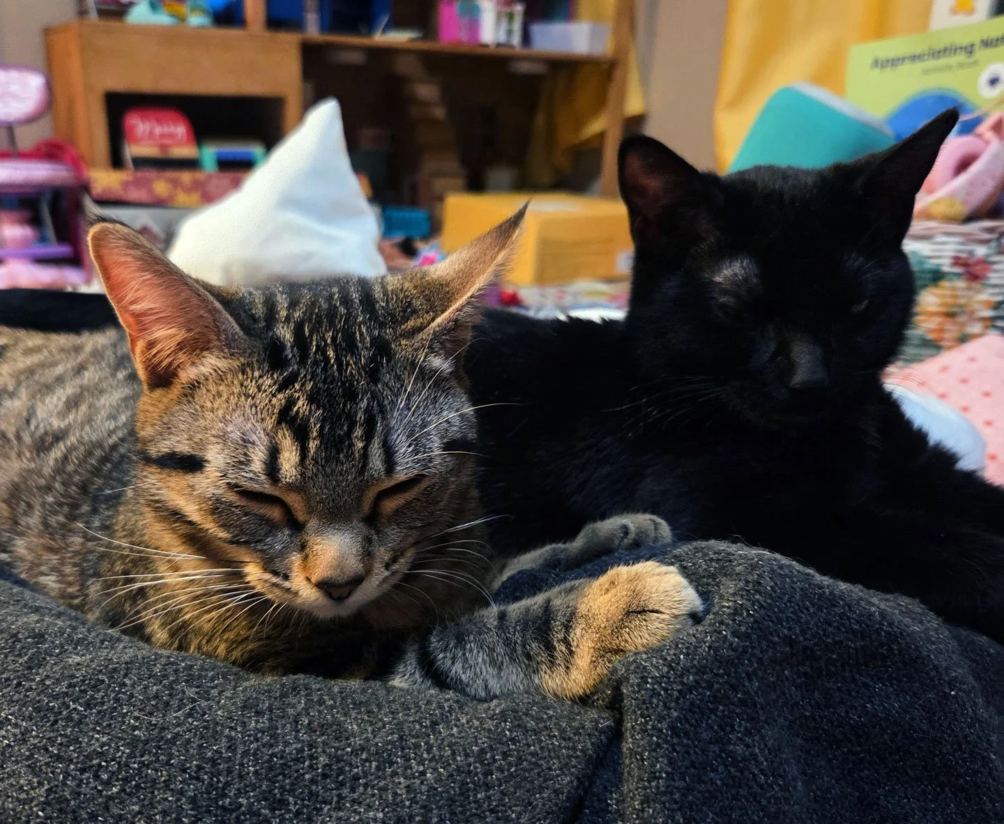 Nora and Enid and Heather Sveinsson: Furry Friends Fur-Ever 