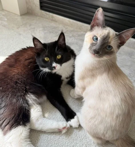 Minnie and the Littlejohns: Furry Friends Fur-Ever