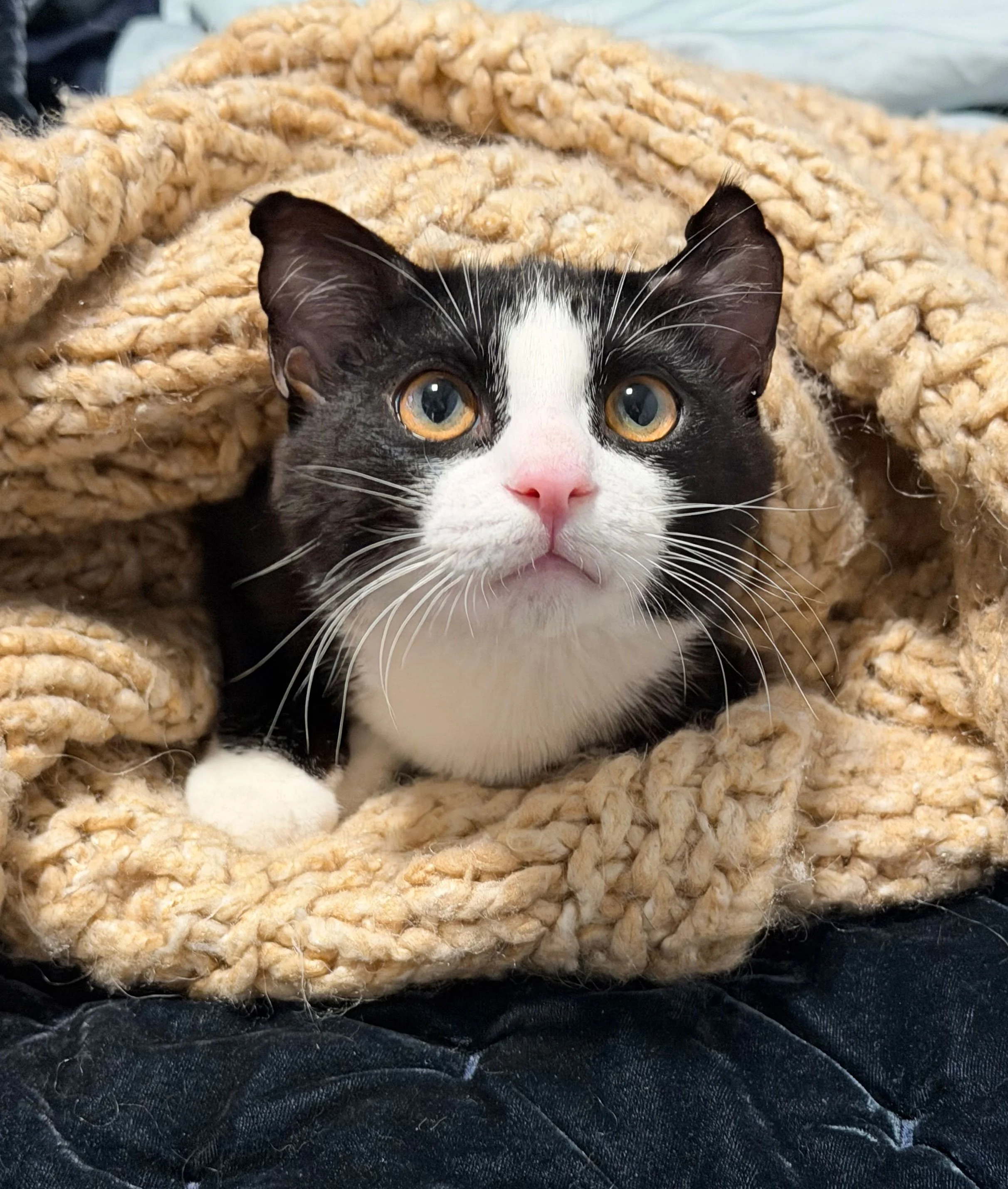 Finn and the Winters: Furry Friends Fur-Ever 