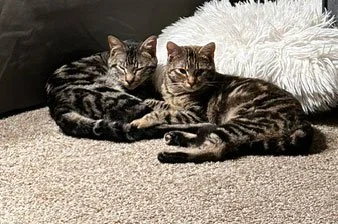 Bon and Jovi and the Garibovs: Furry Friends Fur-Ever 
