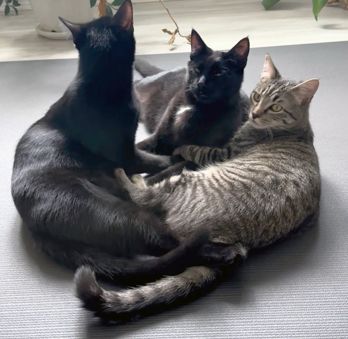 Mali’e, Kolohe, Kanani and the Schwalbs: Furry Friends Fur-Ever