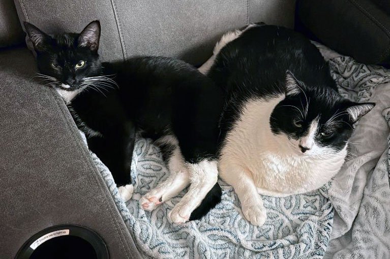 Chloe and the Millers: Furry Friends Fur-Ever 