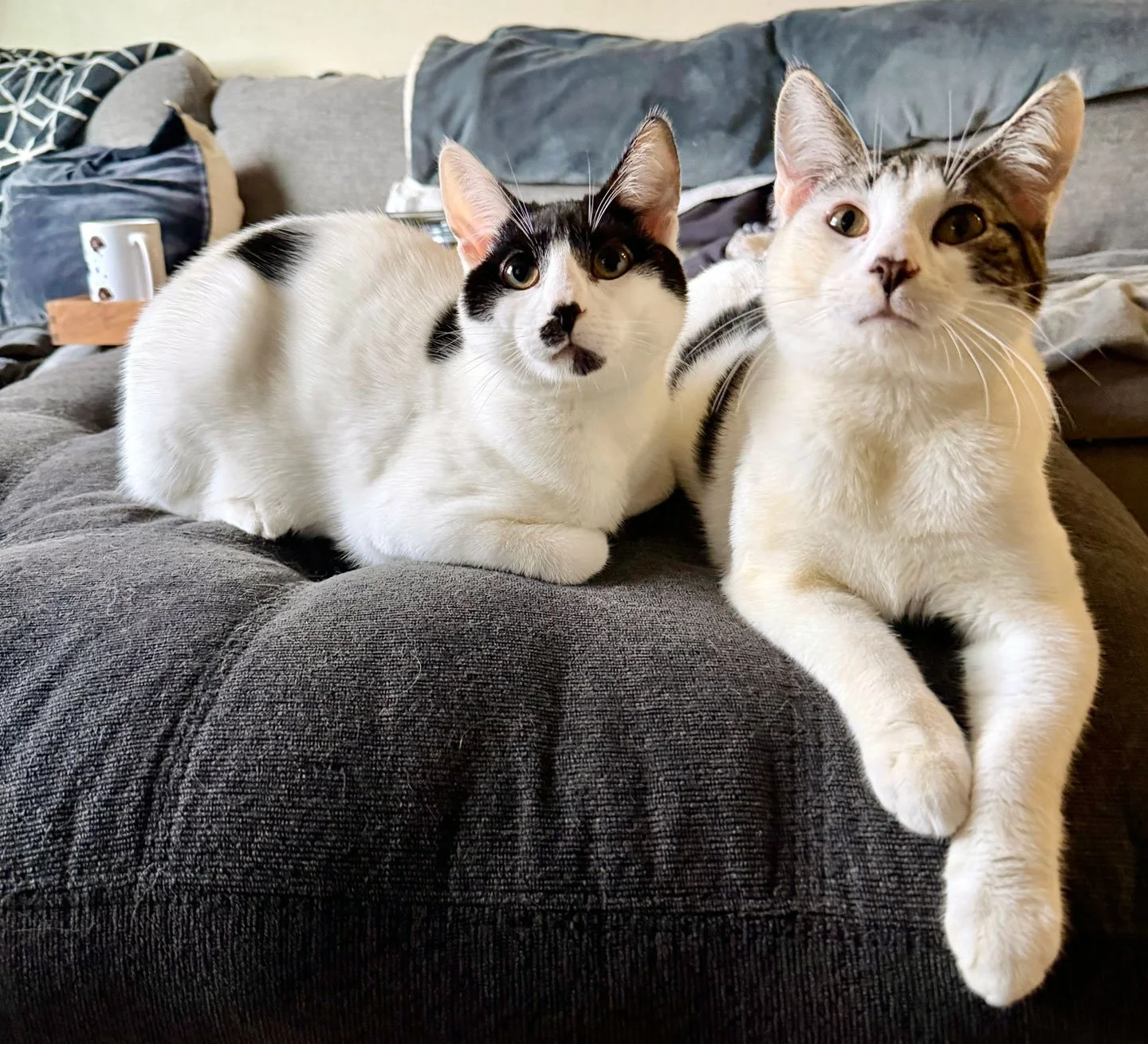 Critter and Creature and Samantha Rough: Furry Friends Fur-Ever 
