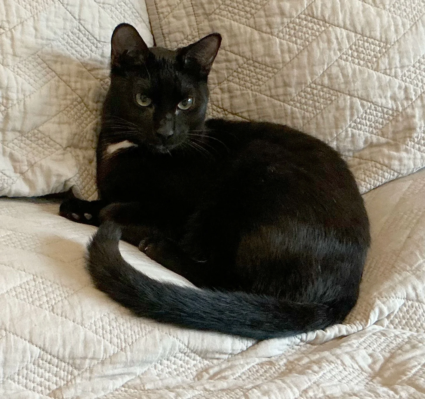 Ridley and Jan Filippi: Furry Friends Fur-Ever 